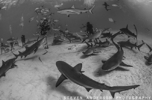 Sharks and more sharks arrive with our presence at Tiger ... by Steven Anderson 